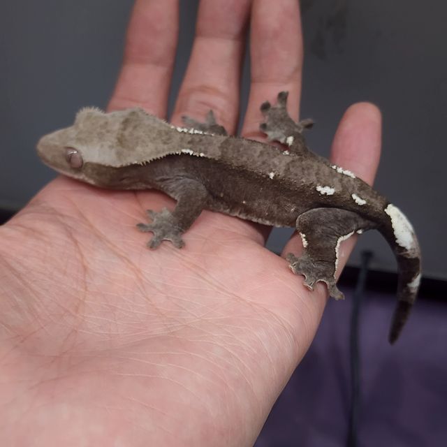 아잔틱
