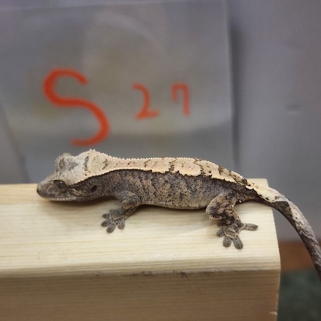 세이블