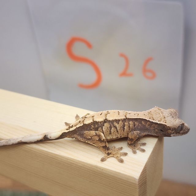 세이블