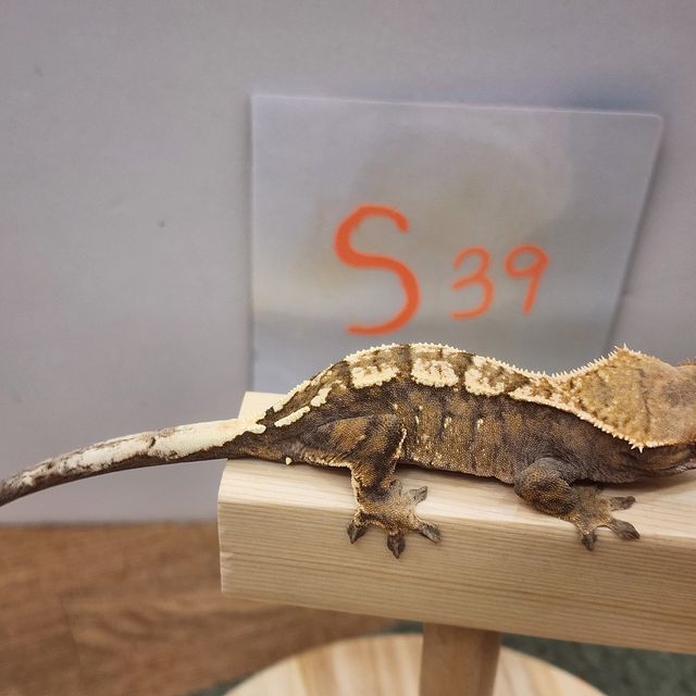 세이블