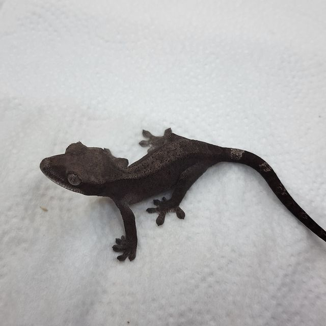 세이블