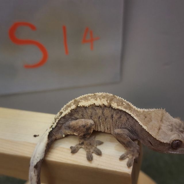 세이블