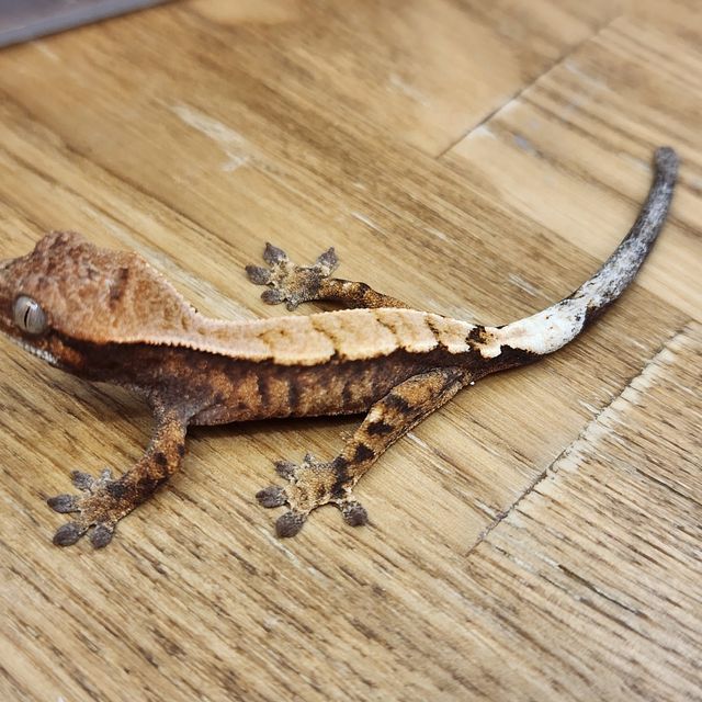 세이블