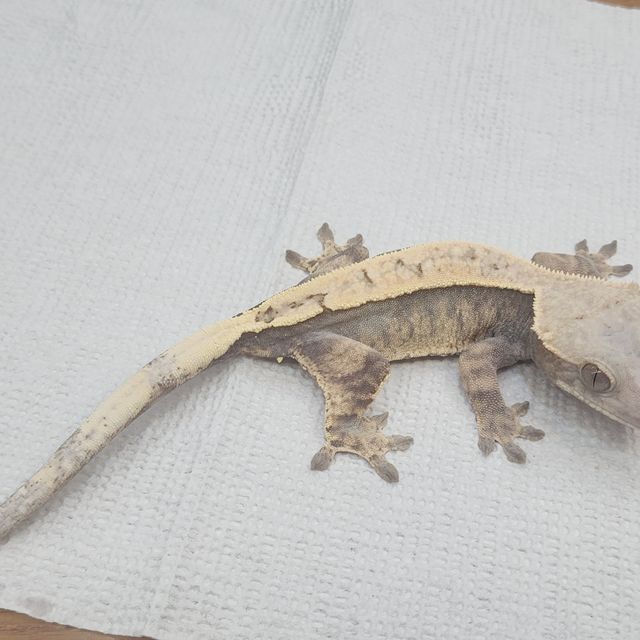 세이블
