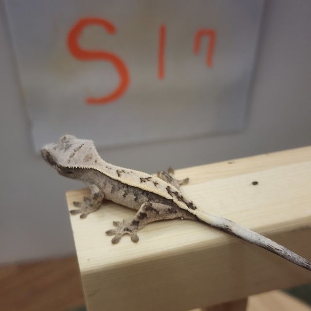 세이블