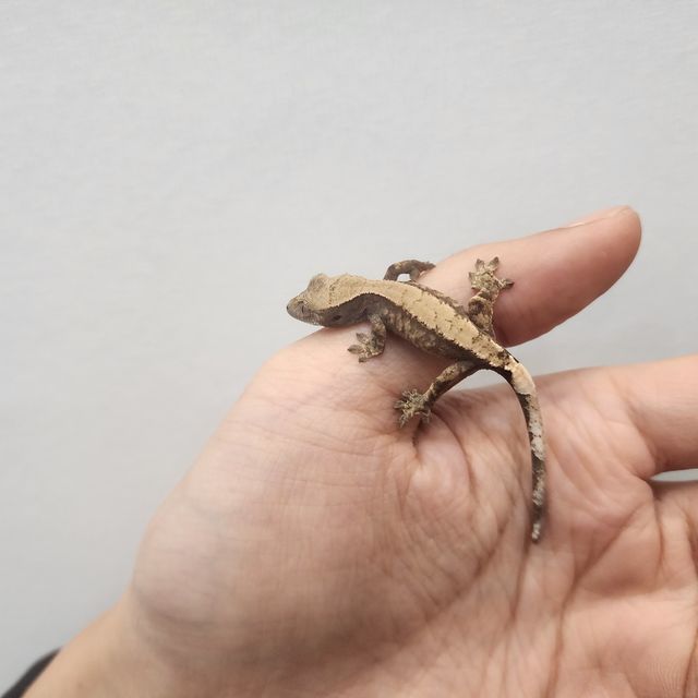 세이블