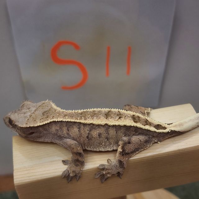 세이블