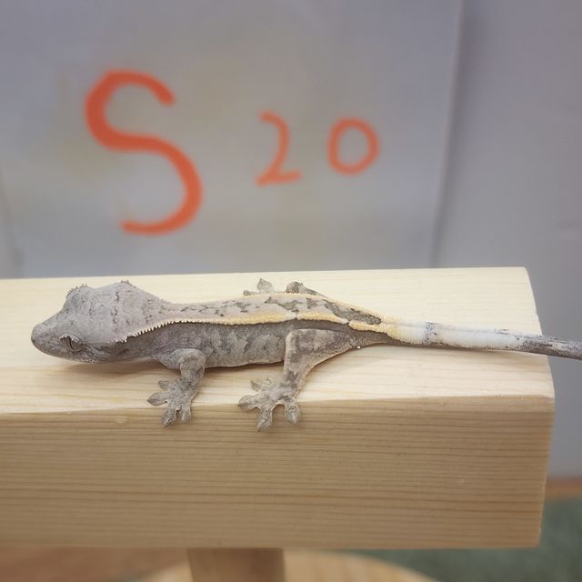 세이블