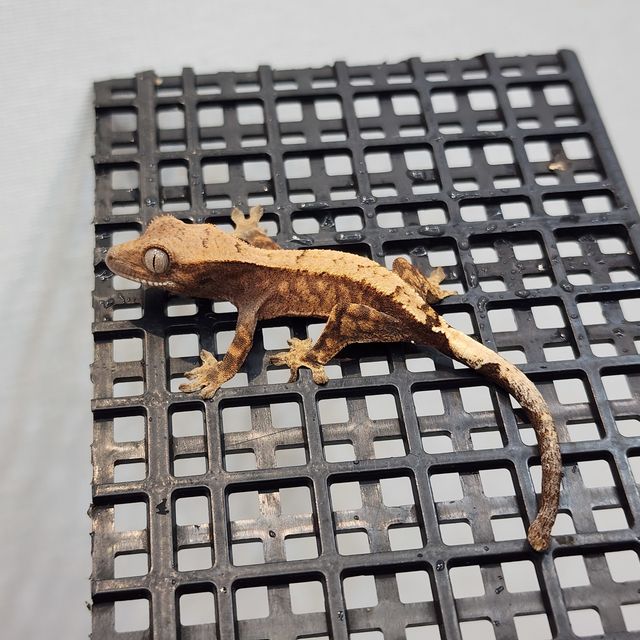 세이블