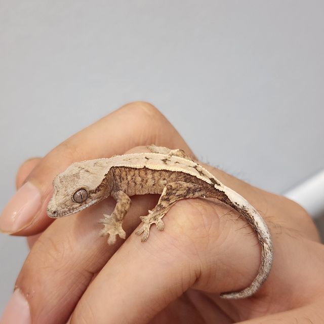 세이블