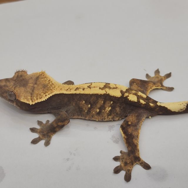 세이블