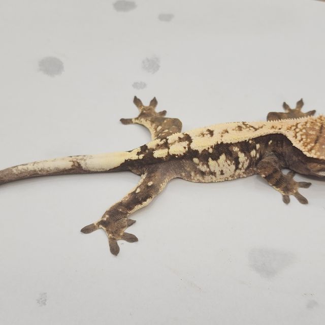 세이블