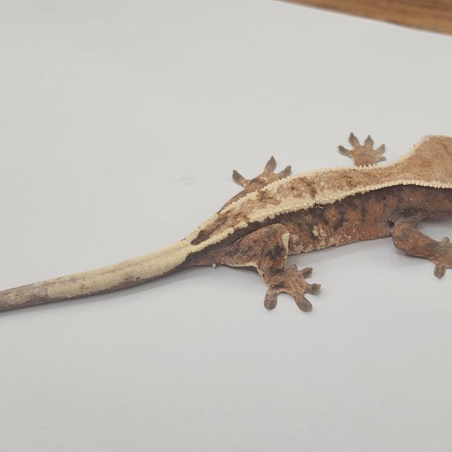 세이블