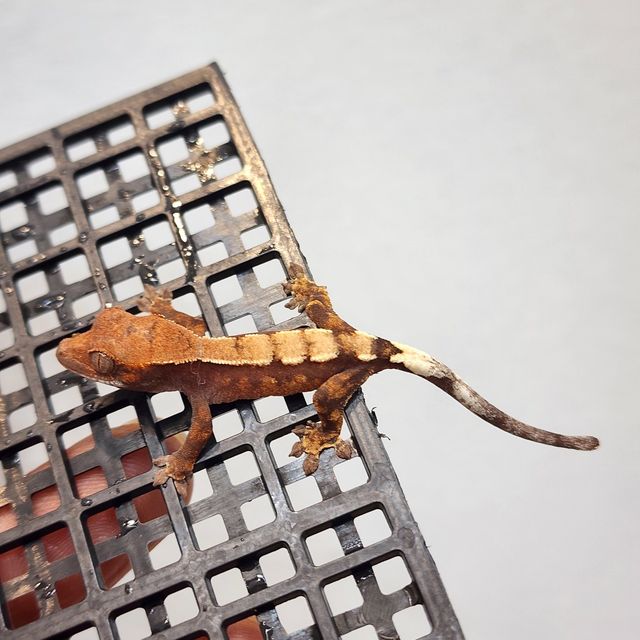 세이블