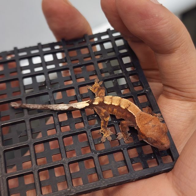 세이블