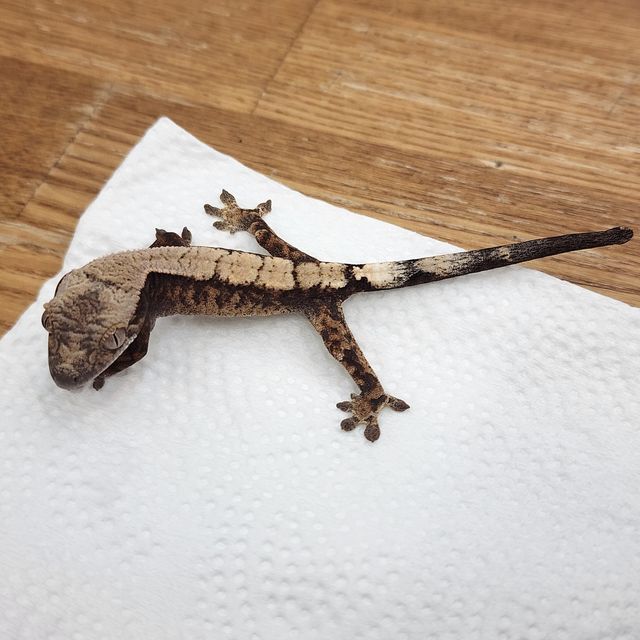 세이블