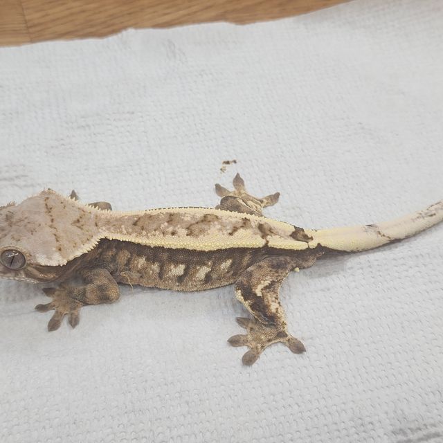 세이블