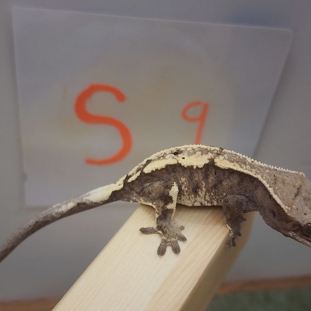 세이블