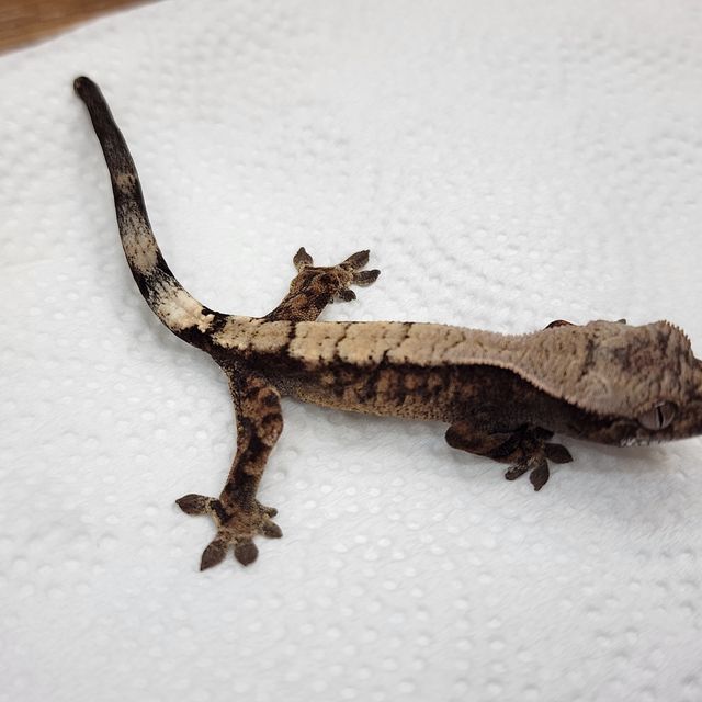세이블