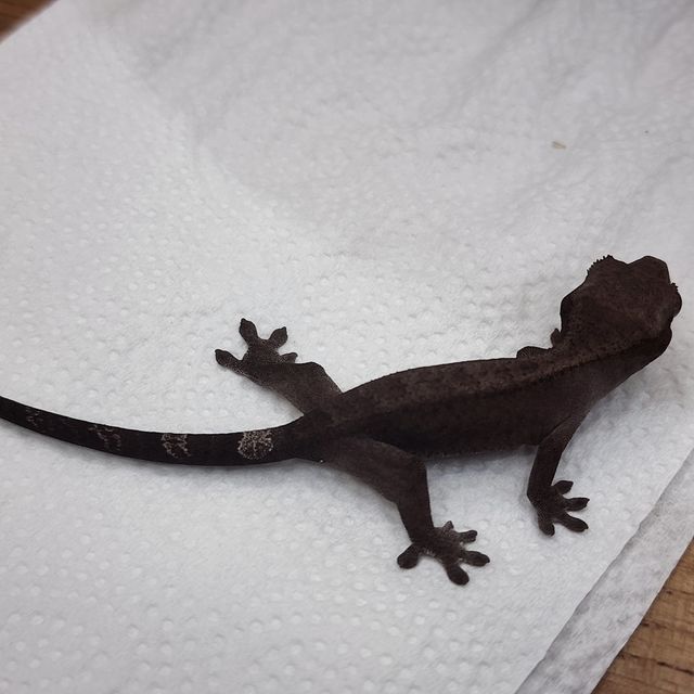 세이블