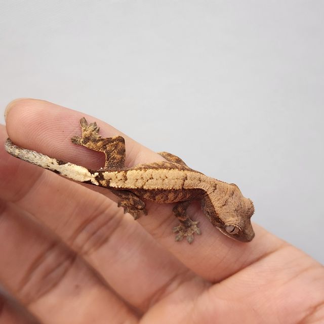 세이블