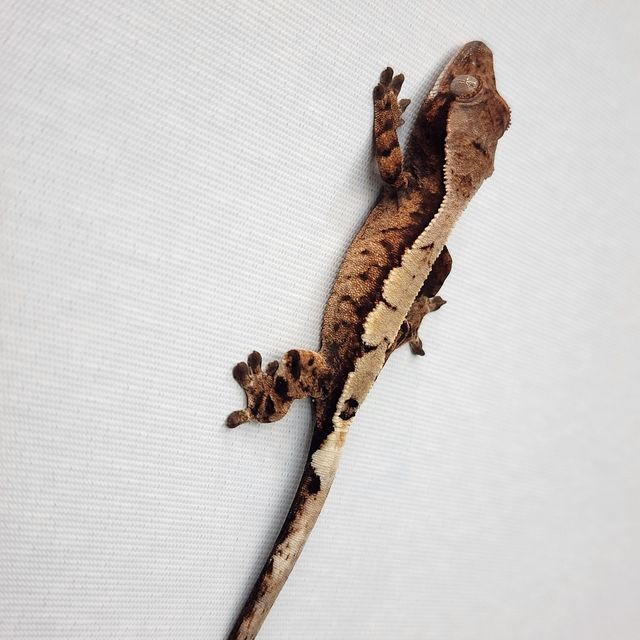 세이블