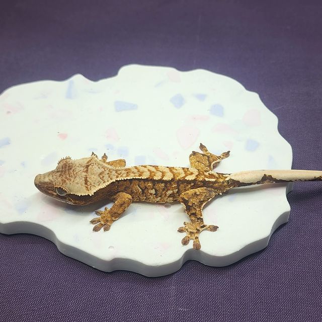 카푸치노