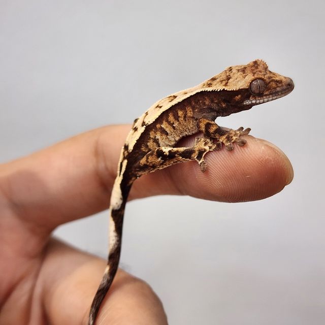 세이블