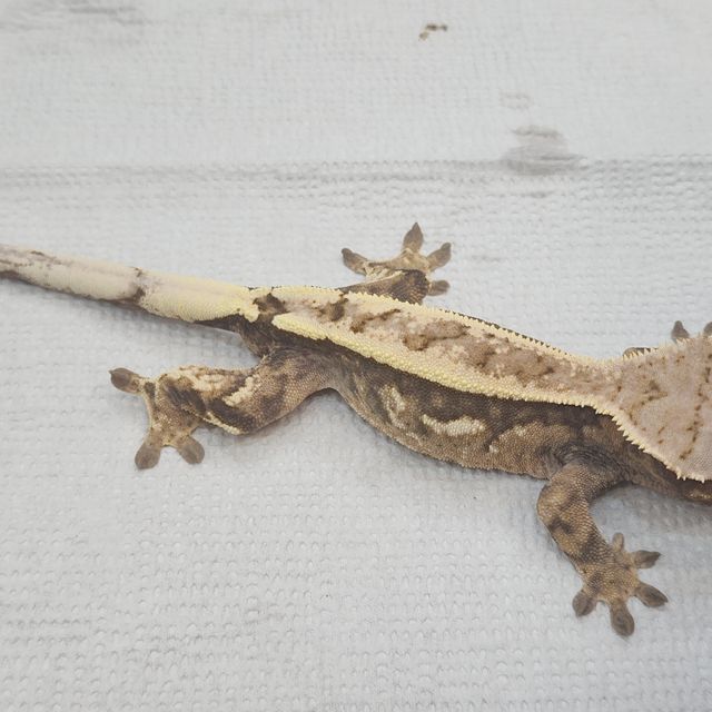 세이블