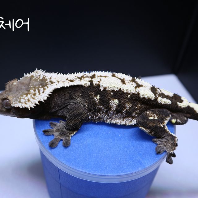 세이블