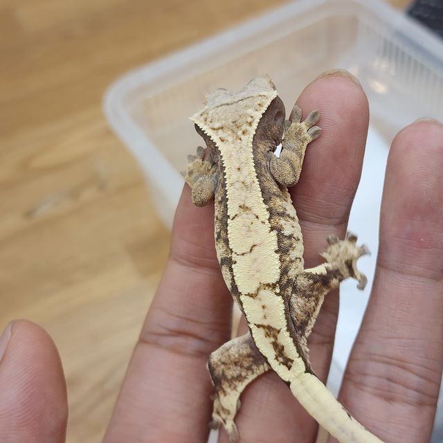 세이블