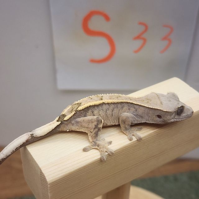 세이블