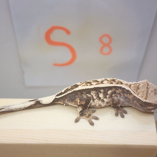 세이블