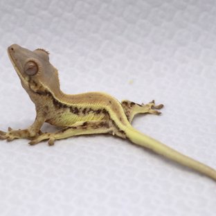 릴리 세이블 솔리드백