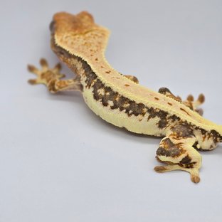 릴리화이트 풀핀