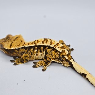 노멀 트라이 타이거 화이트핀