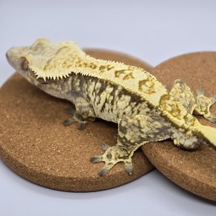 익스트림할리퀸 드리피 크림