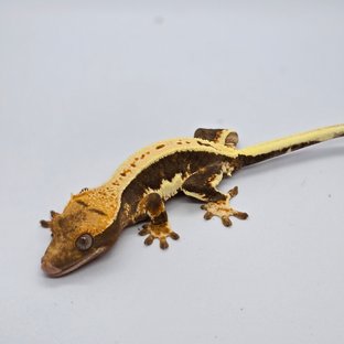 릴리100%헷아잔틱