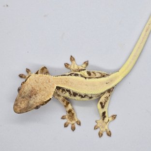 릴리 세이블 솔리드백