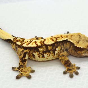 노멀 트라이 타이거 화이트핀