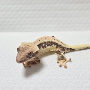 릴리화이트 트라이