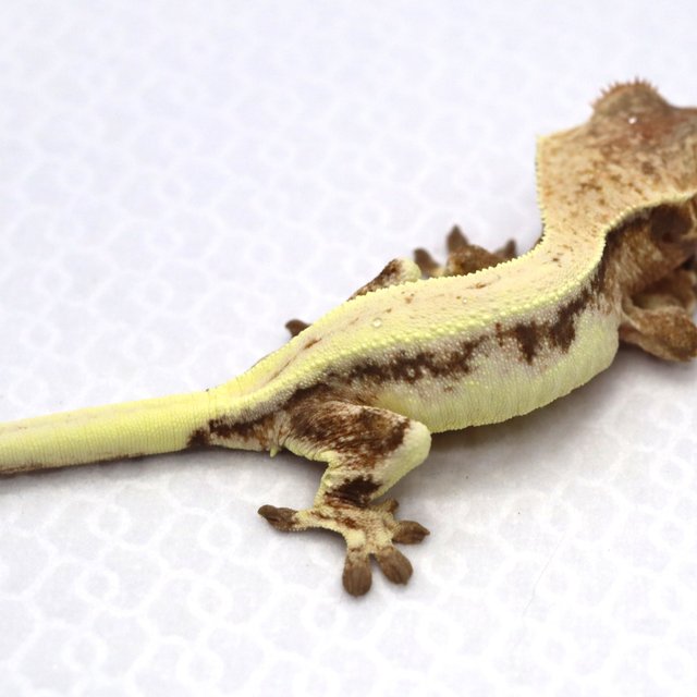 릴리 세이블 솔리드백