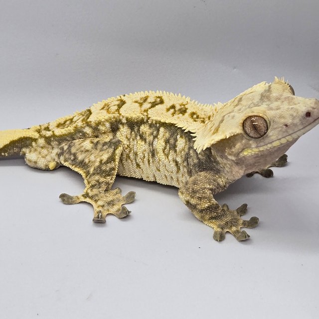 익스트림할리퀸 드리피 크림