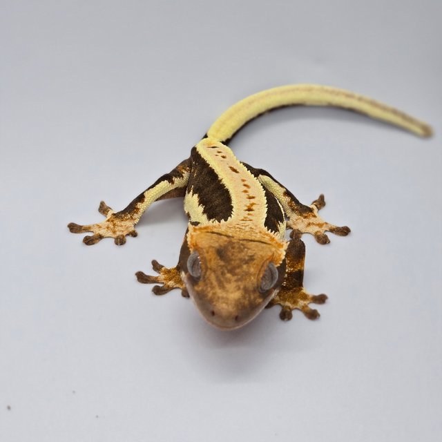 릴리100%헷아잔틱