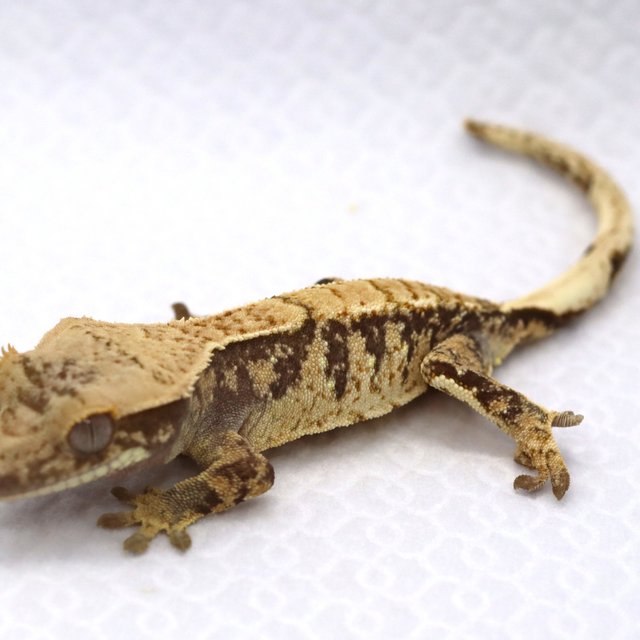 트라이 익스트림할리퀸 타이거 화이트스팟