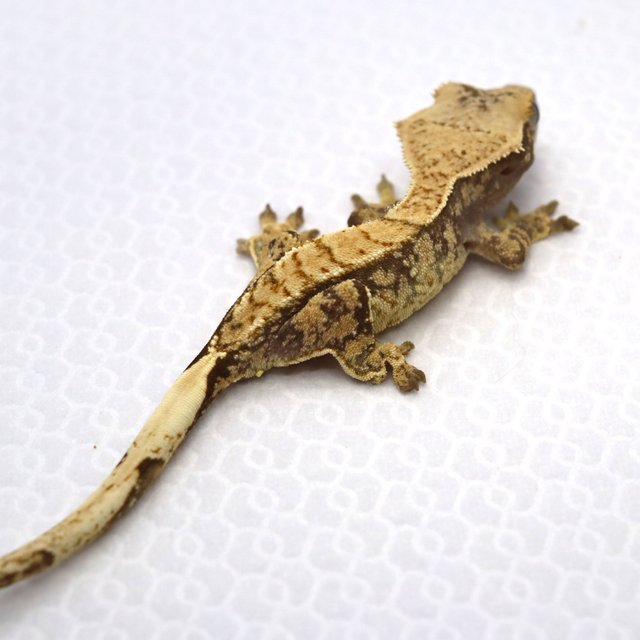 트라이 익스트림할리퀸 타이거 화이트스팟