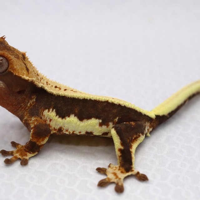 릴리100%헷아잔틱 드리피 풀핀