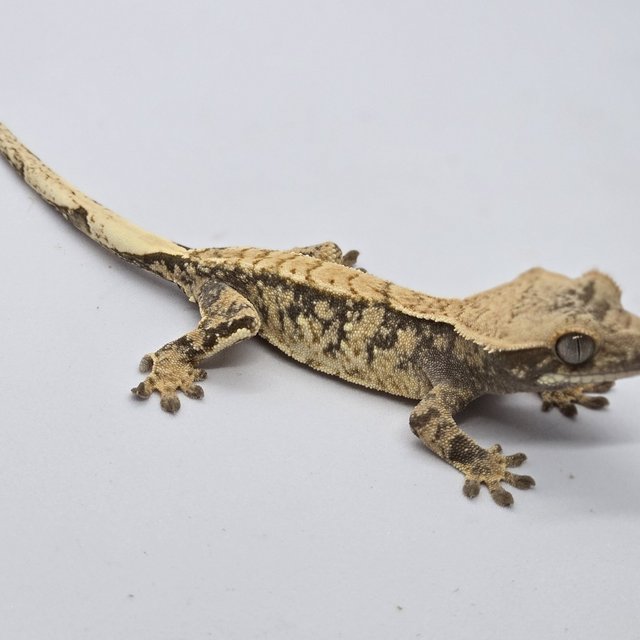 트라이 익스트림할리퀸 타이거 크림