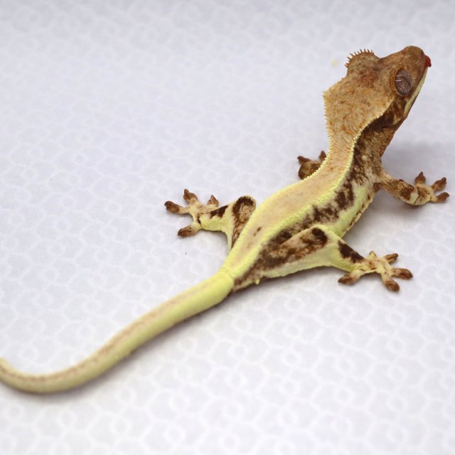 릴리 세이블 솔리드백