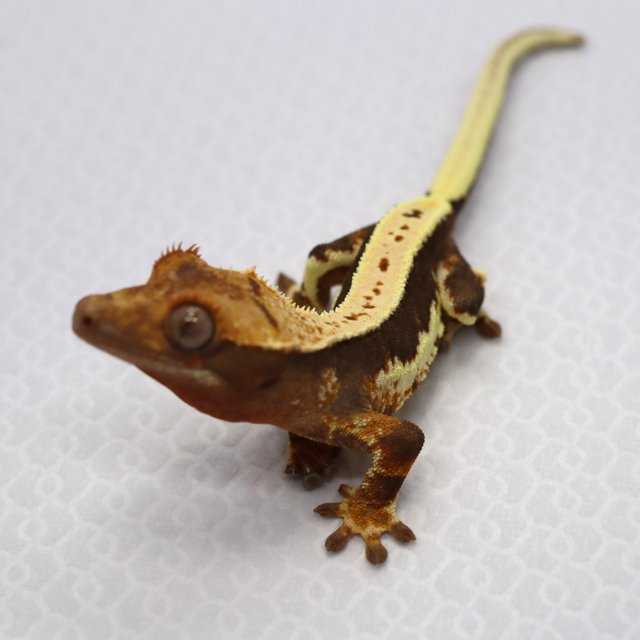 릴리100%헷아잔틱 드리피 풀핀